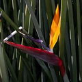 Strelitzia Juncea